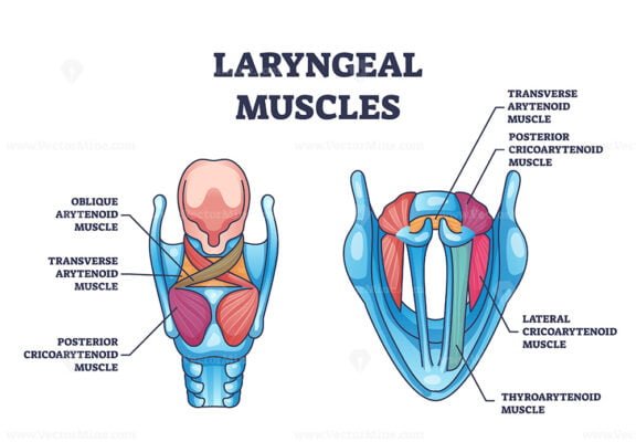 laryngeal muscles outline 1