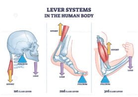 lever systems in the human body outline 1