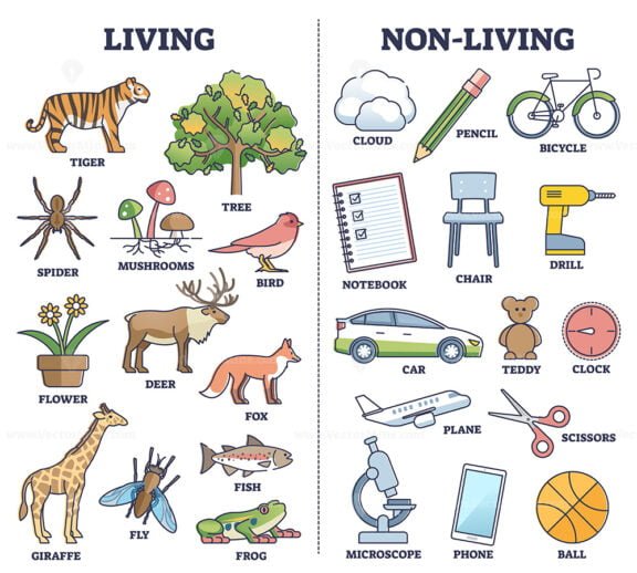 living vs non living things kids outline 1