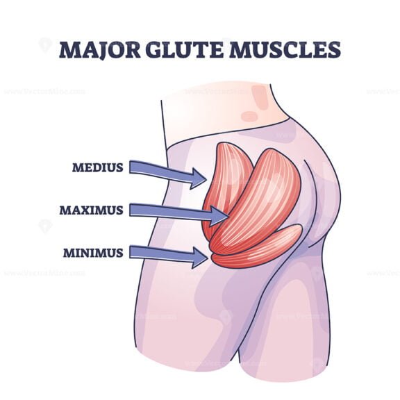 major glute muscles 1