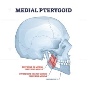 medial pterygoid outline 1