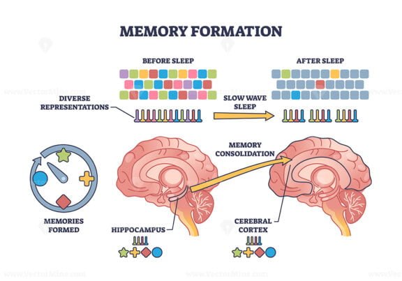 memory formation outline 1