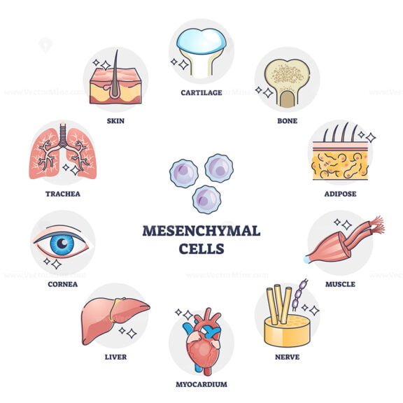 mesenchymal cells outline digram 1