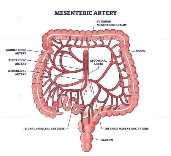mesenteric artery diagram 1