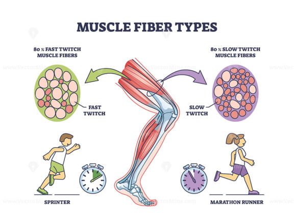 muscle fiber types slow twitch and fast twitch v1 outline 1