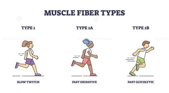 muscle fiber types slow twitch and fast twitch v2 outline 1