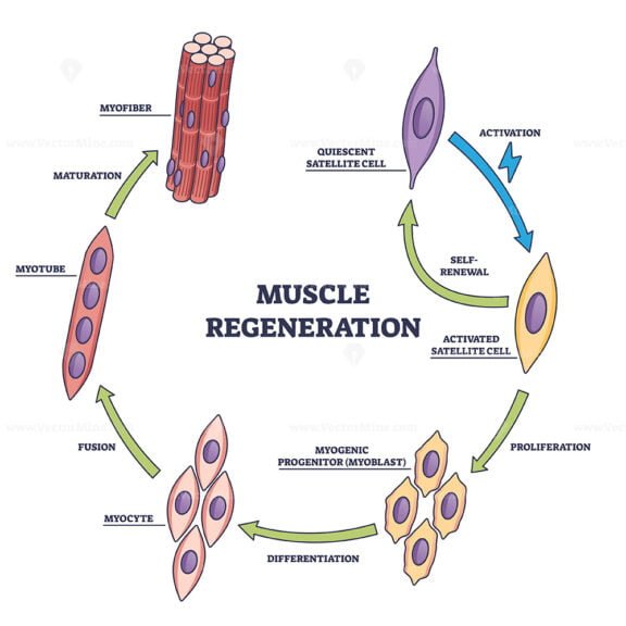 muscle regeneration outline 1