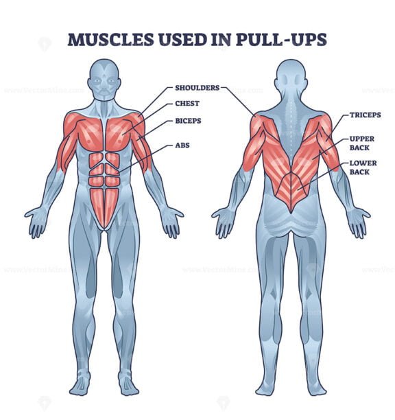 muscles used in pull ups outline diagram 1