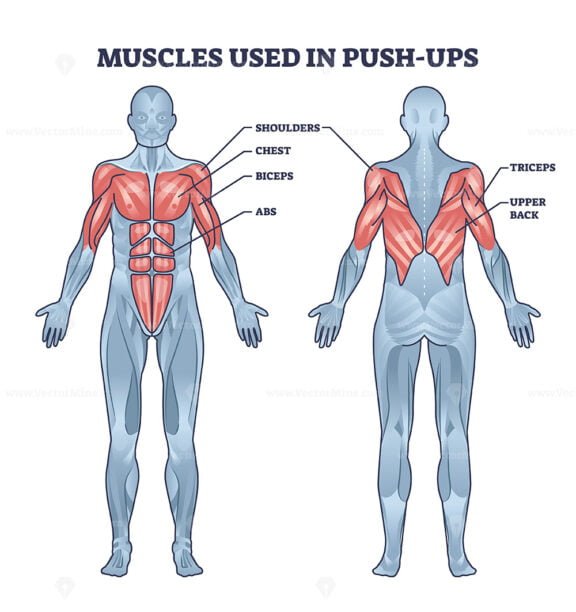 muscles used in push ups outline diagram 1