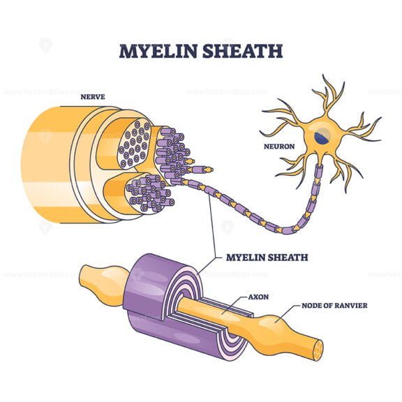 myelin sheath 1 outline diagram 1