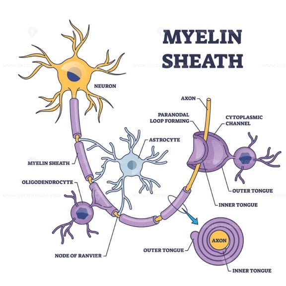 myelin sheath 2 outline diagram 1