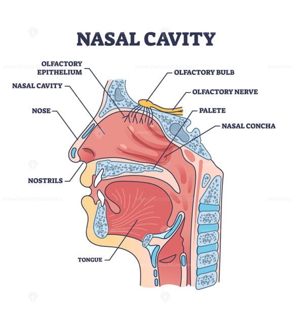 nasal cavity and olfactory nerve outline 1