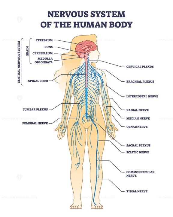 nervous system of the human body outline 1