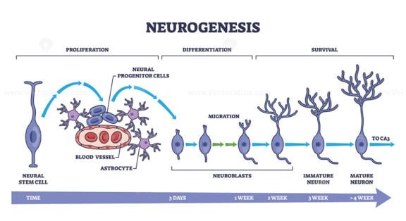 neurogenesis 2 outline diagram 1
