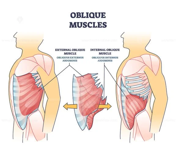 oblique muscles outline diagram 1