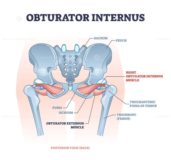 obturator internus outline 1