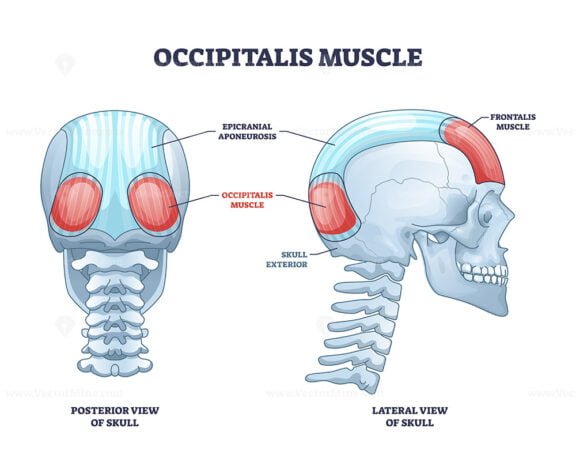 occipitalis outline diagram 1