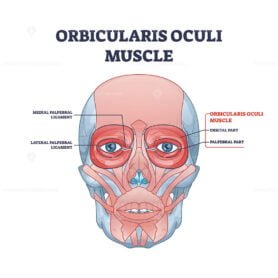 orbicularis oculi outline 1