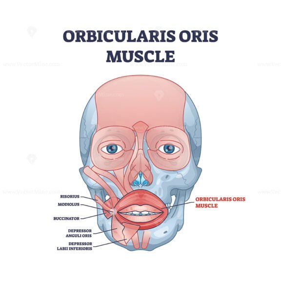 orbicularis oris outline 1