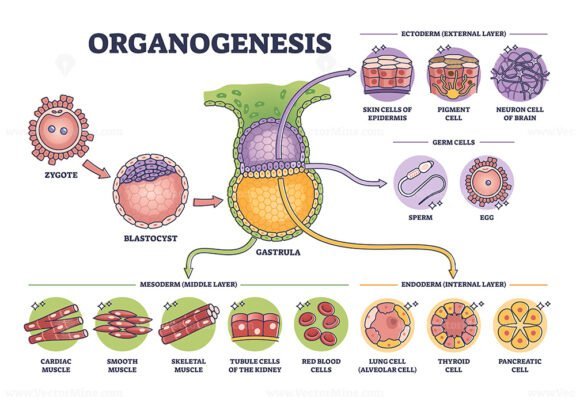 organogenesis outline 1
