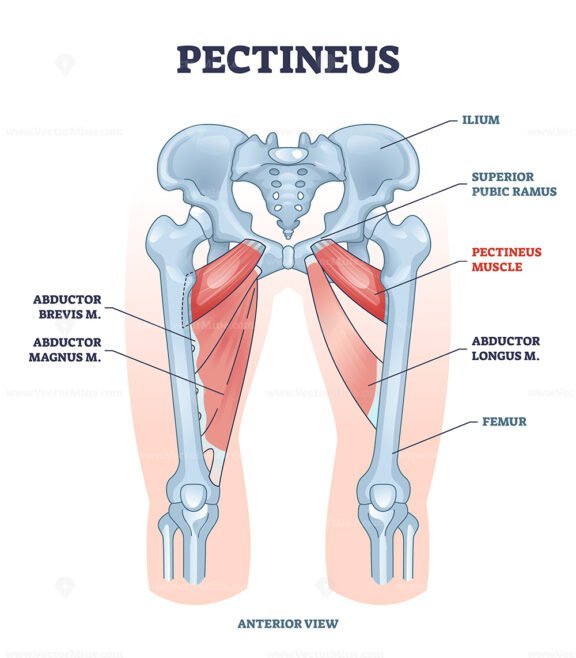 pectineus outline 1