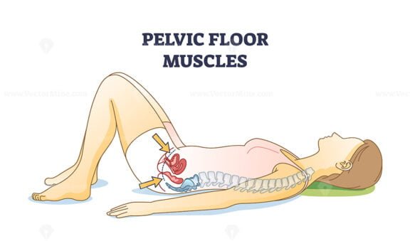 pelvic floor muscles female outline 1