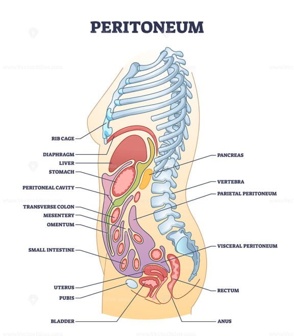 peritoneum outline 1
