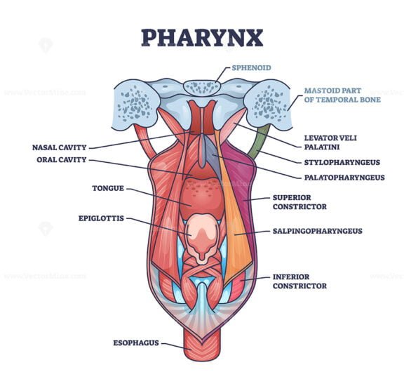 pharynx outline diagram 1