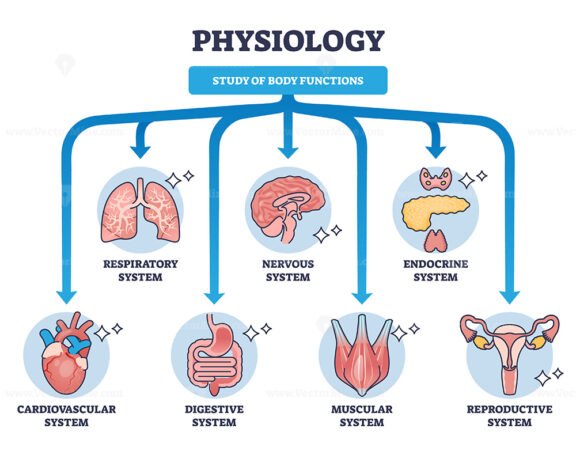 physiology outline diagram 1