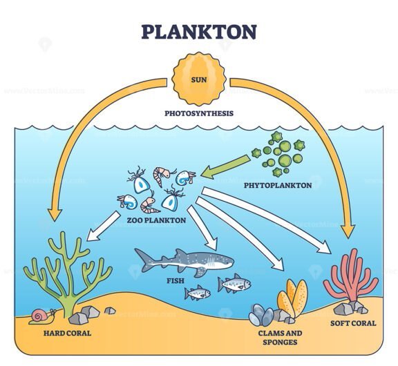 planktons outline diagram 1
