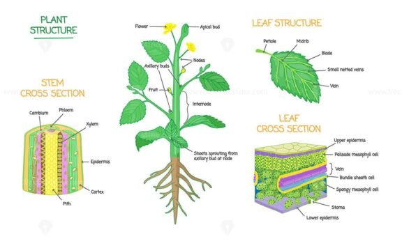plant stems leaves and cells