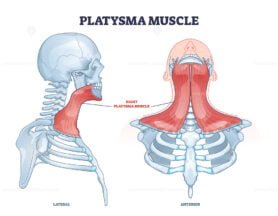 platysma outline 1