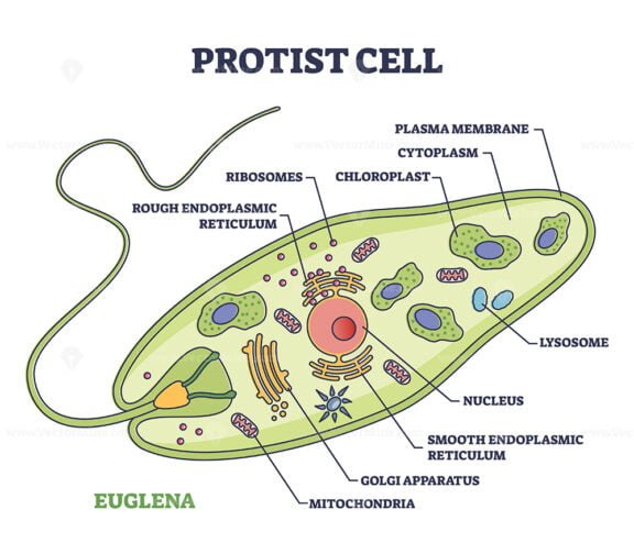 protist cell outline 1