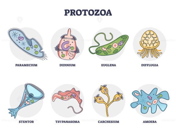 protozoa outline set 1