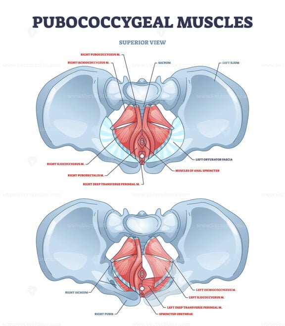 pubococcygeus outline 1