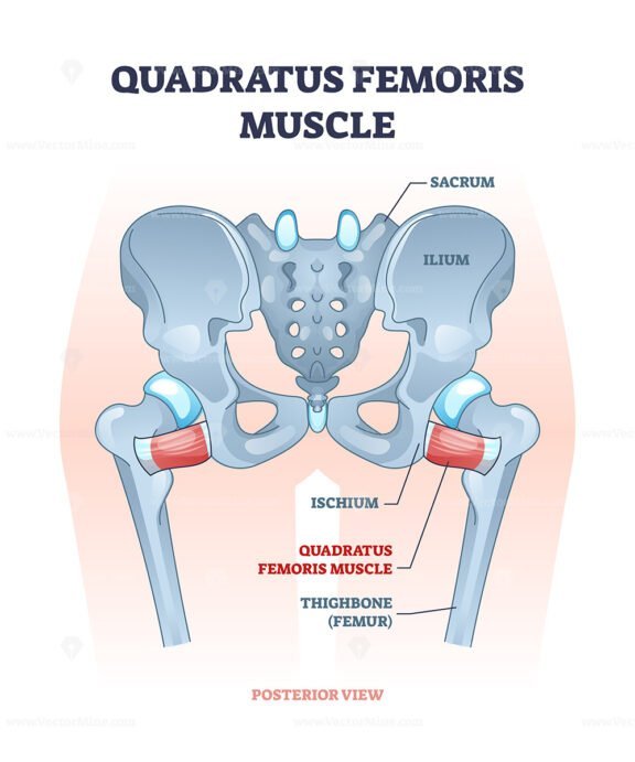 quadratus femoris outline 1