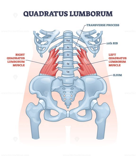 quadratus lumborum outline 1