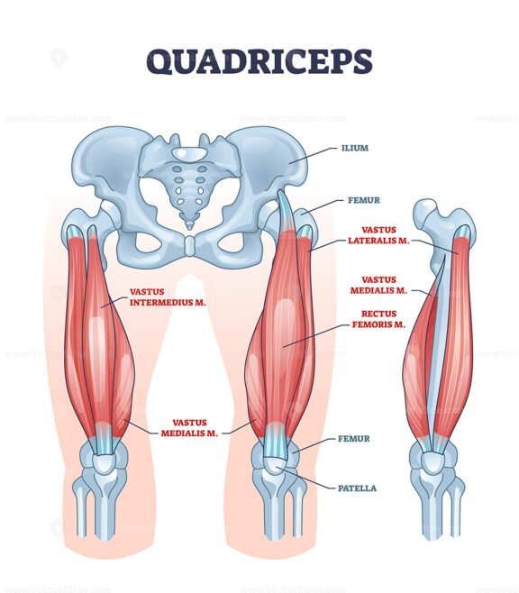quadriceps outline 1
