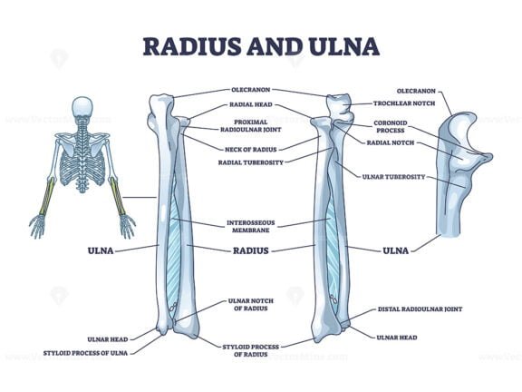 radius and ulna outline 1