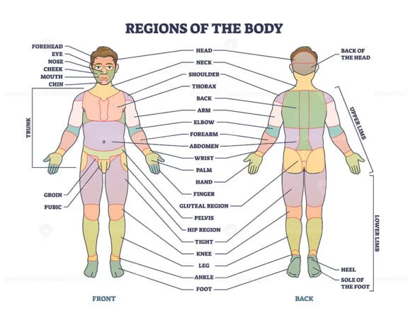 regions of the body outline diagram 1