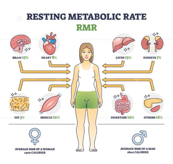 resting metabolic rate outline diagram 1