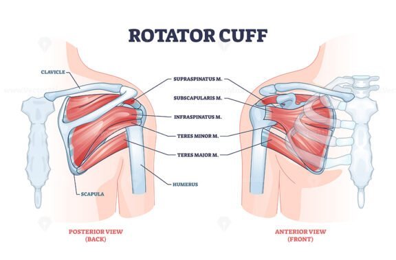 rotator cuff muscle 2 outline 1