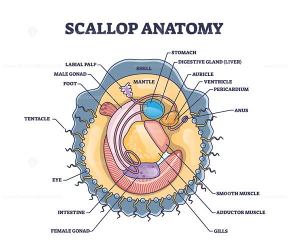 scallop anatomy outline 1