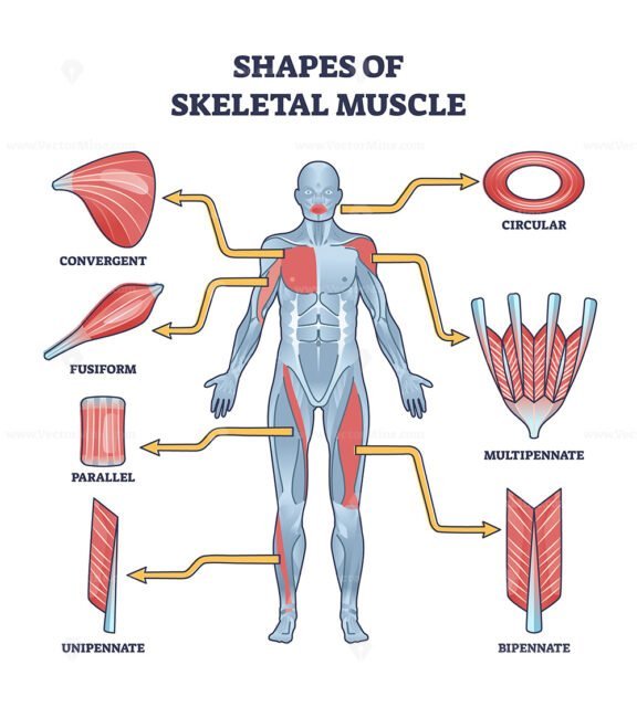 shapes of skeletal muscle outline 1