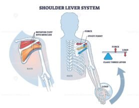 shoulder lever system outline diagram 1