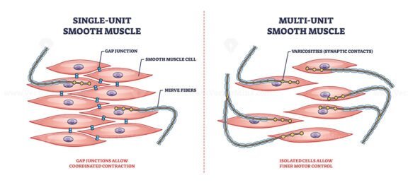 single unit vs multi unit smooth muscle 1