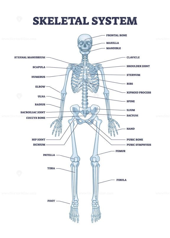 skeletal system outline 1