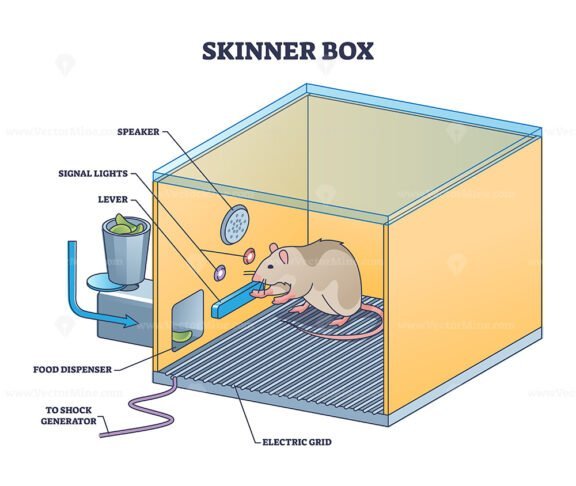 skinner box outline 1