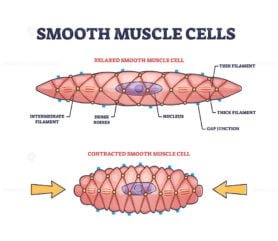 smooth muscle cells outline diagram 1