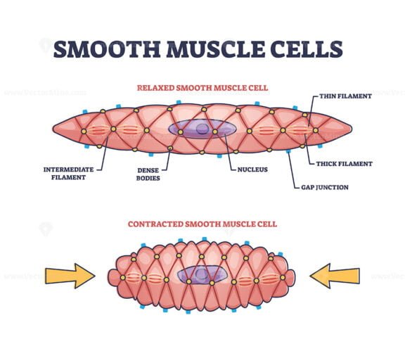 smooth muscle cells outline diagram 1